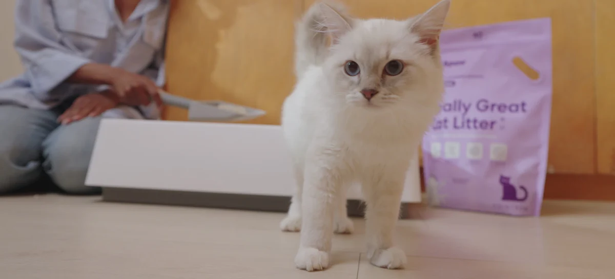 Elevated Living for Modern Cats